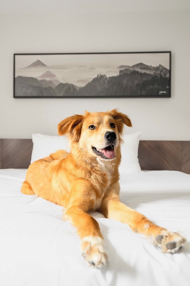 Pet-friendly
