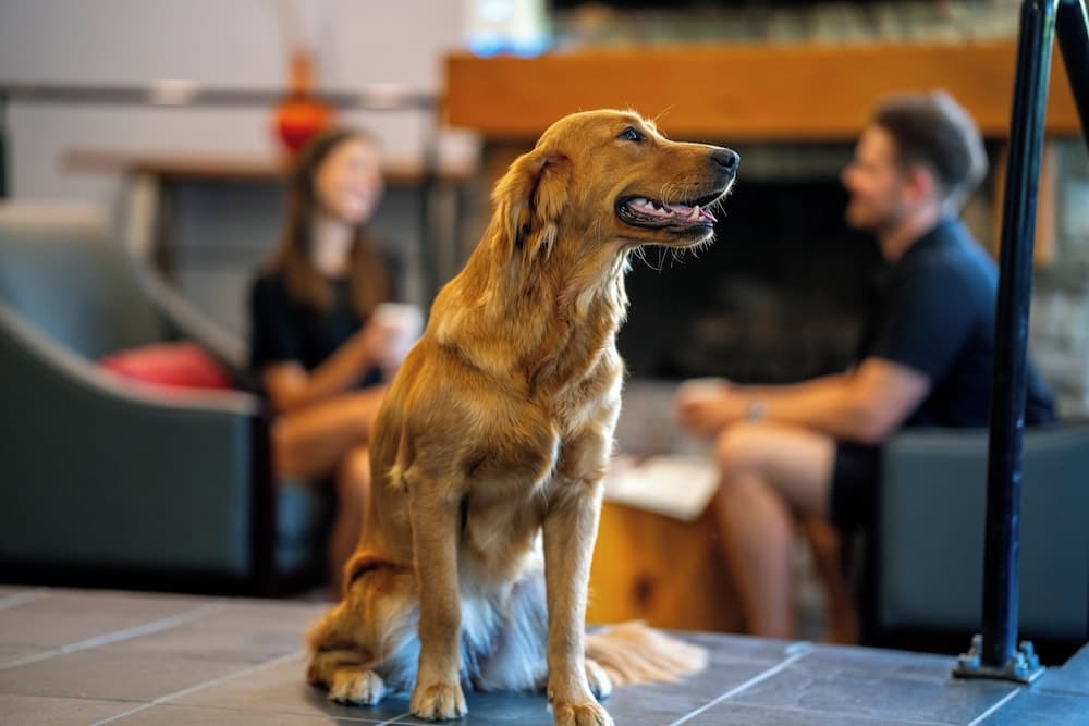 Pet-friendly