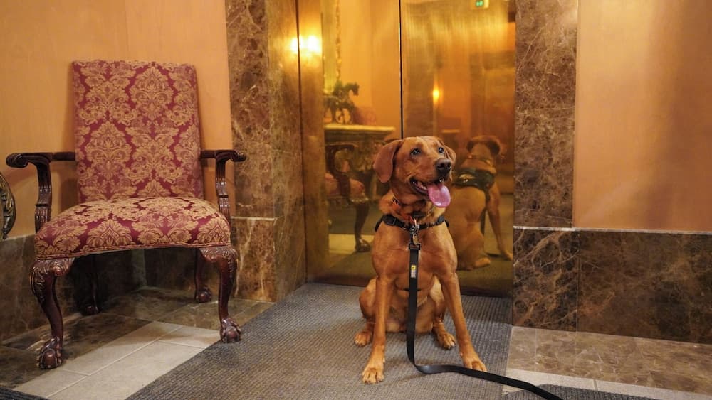 Pet-friendly
