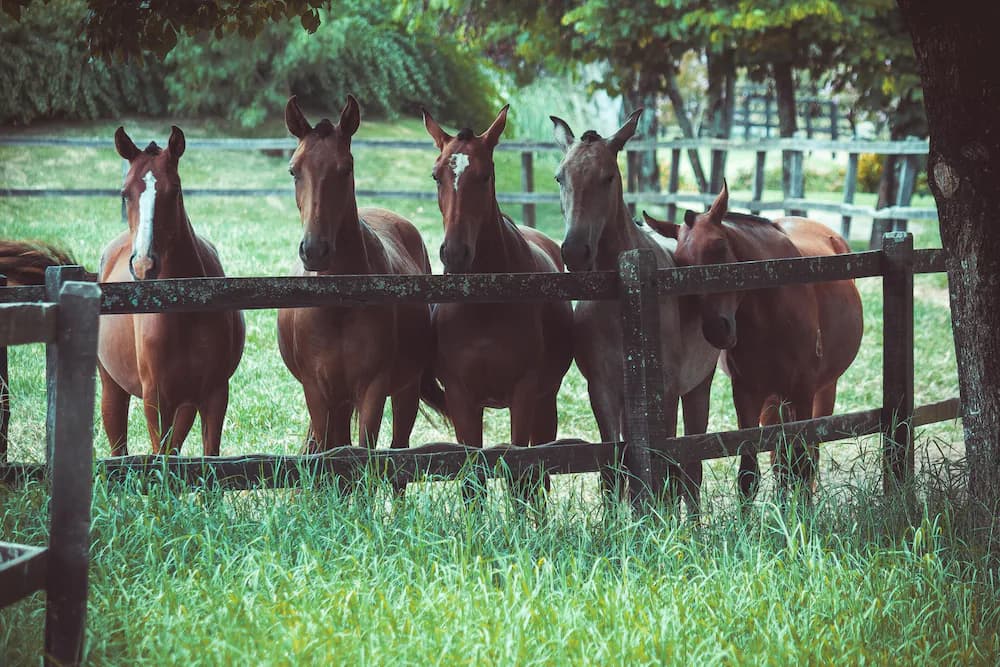 Horseback riding