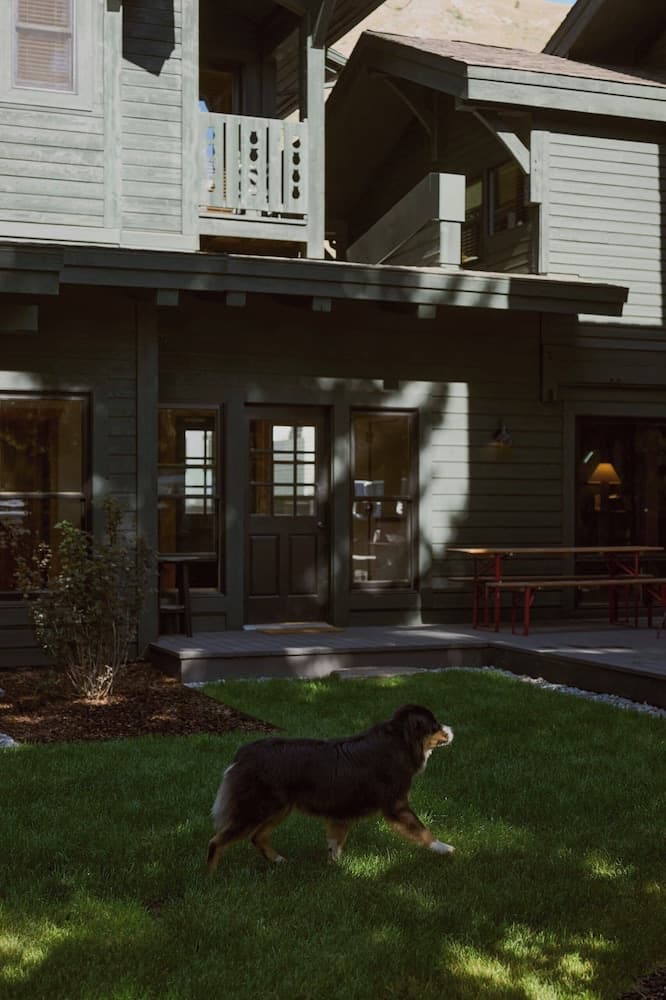 Pet-friendly