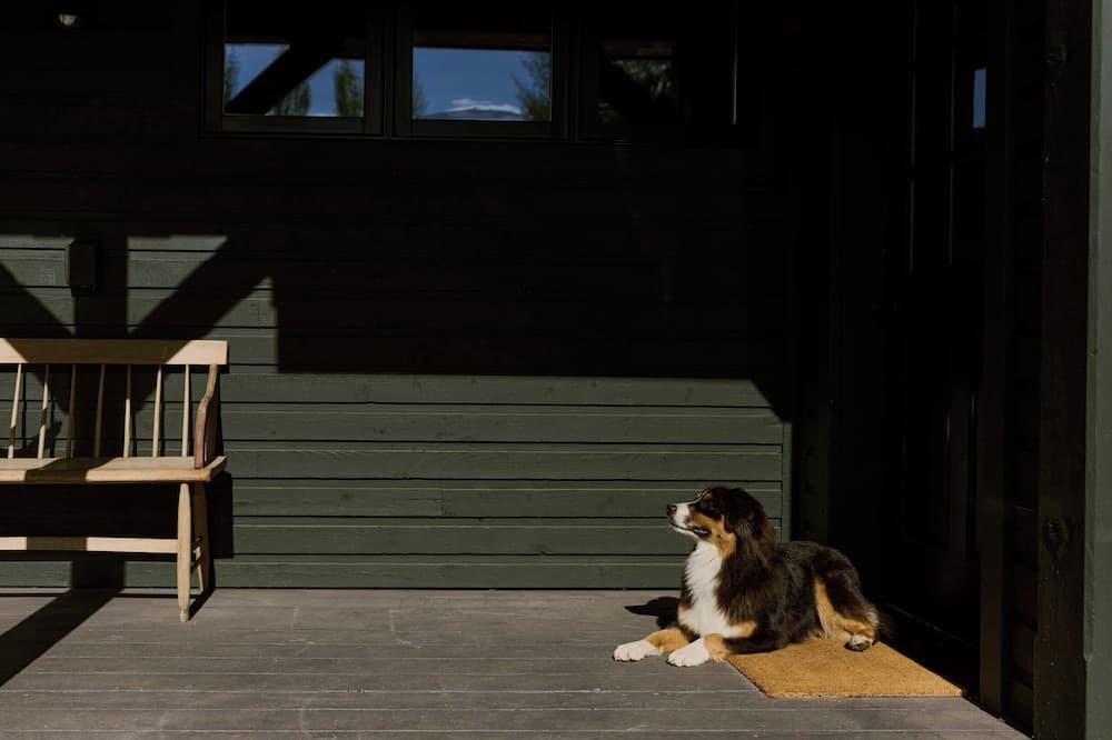 Pet-friendly amenities