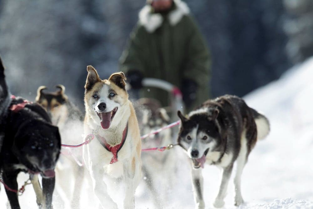 Sledding