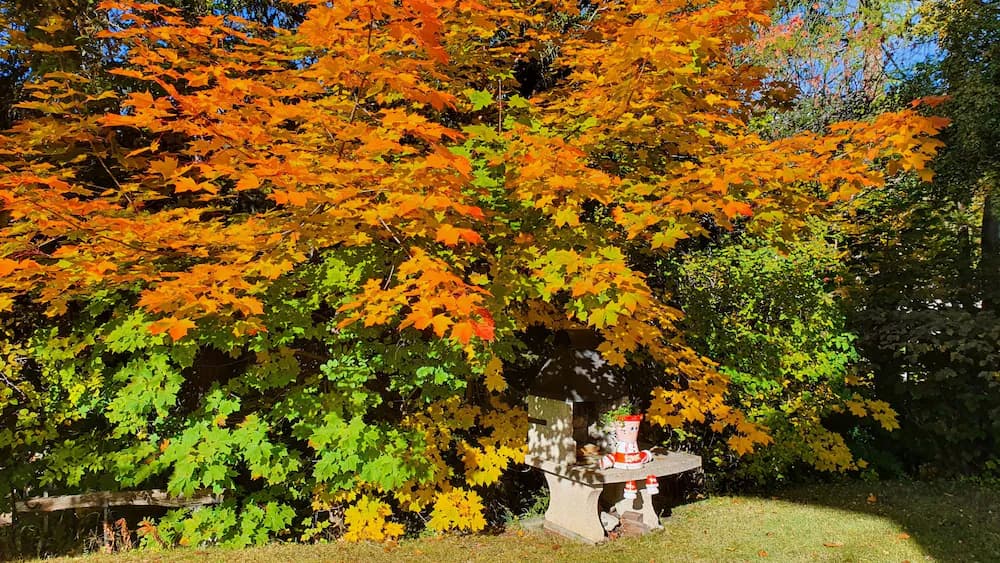 Garden view