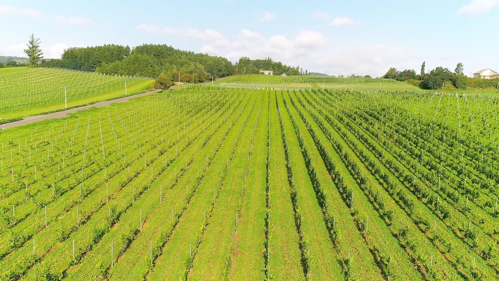 Vineyard