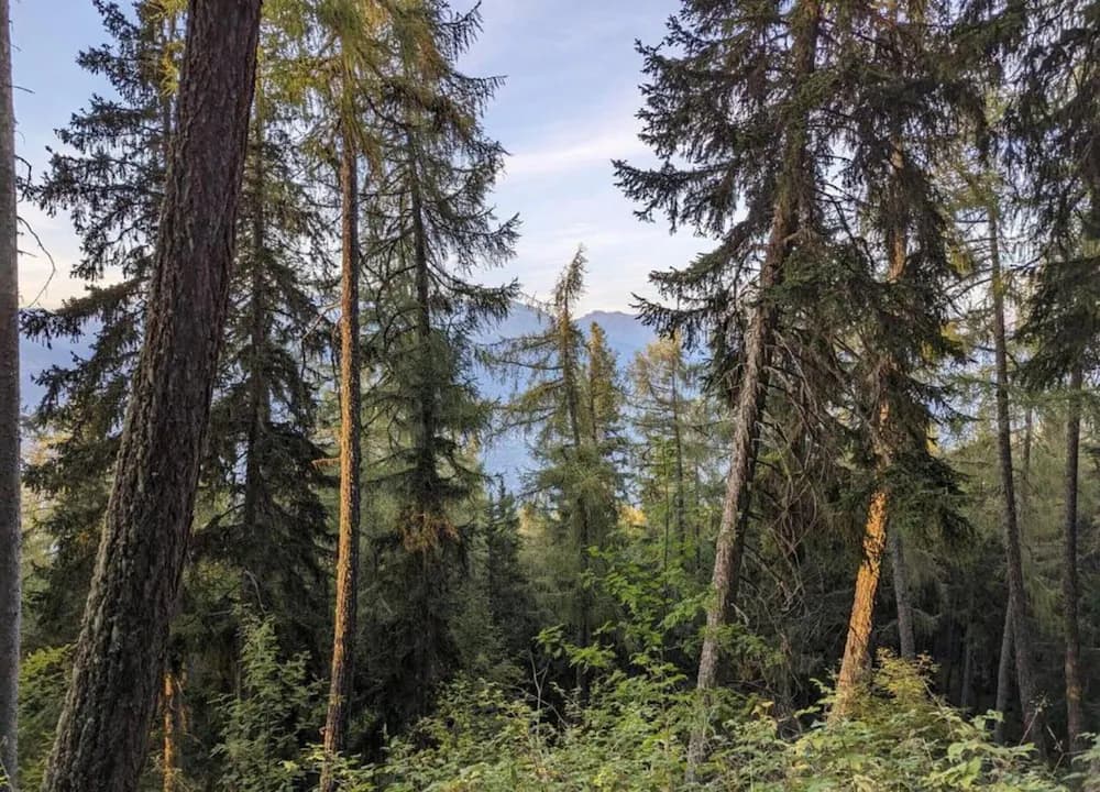 View from property