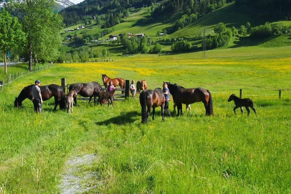 Horseback riding