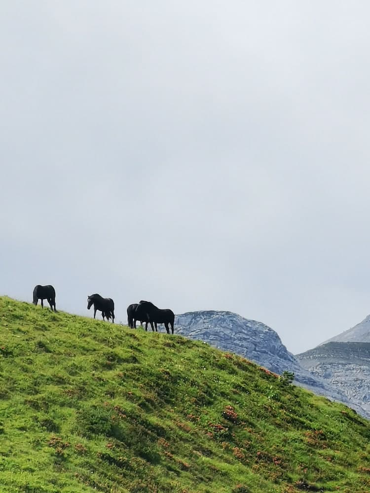 Mountain view