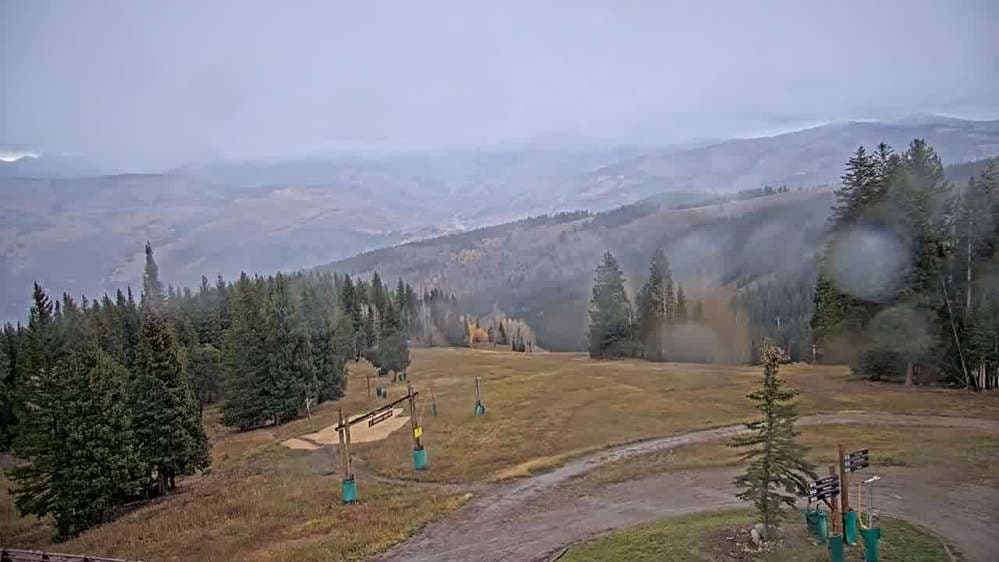 Spruce