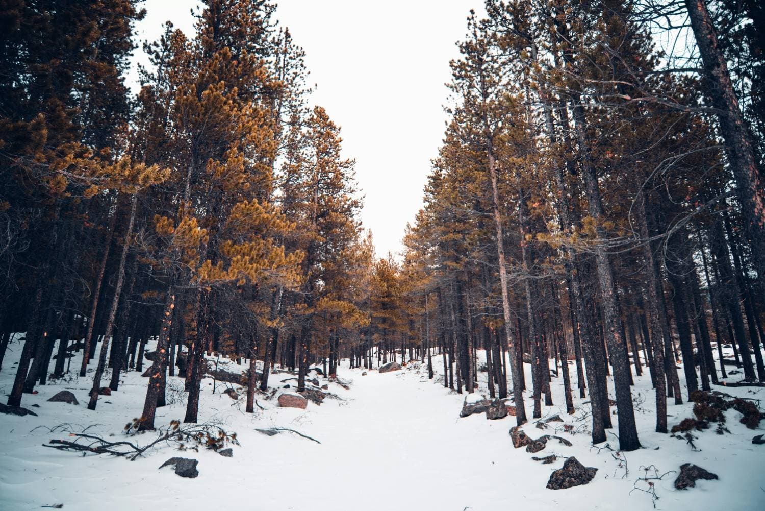 The 6 Best Ski Resorts Near Denver, 2024/25